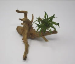 Weisslicher Wasserkelch-Spiderwood / Künstliche Nano-Moorwurzel Mit Cryptocoryne Costata Albida Rot