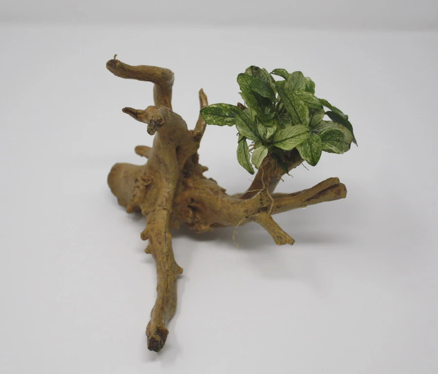 Geschecktes Zwergspeerblatt-Spiderwood / künstliche Nano-Moorwurzel mit Anubias nana ´Pinto´ Geschecktes Zwergspeerblatt-Spiderwood / Künstliche Nano-Moorwurzel Mit Anubias Nana ´Pinto´ -Wfw Wasserflora 87871 3wf 1 1