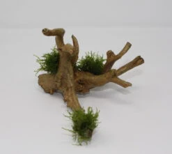 Christmas Moss-Spiderwood / Künstliche Nano-Moorwurzel Mit Vesicularia Dubyana 'Christmas'