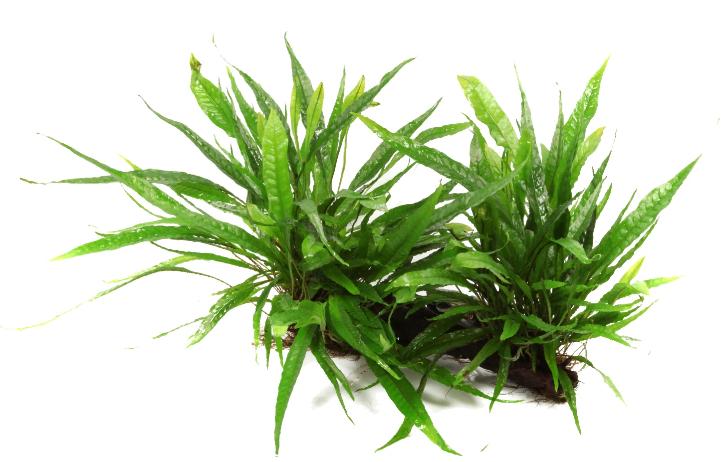 XL Wurzel mit Javafarn / Microsorum pteropus auf Wurzel Gr. XL XL Wurzel Mit Javafarn / Microsorum Pteropus Auf Wurzel Gr. XL -Wfw Wasserflora 8YWX T 1 2