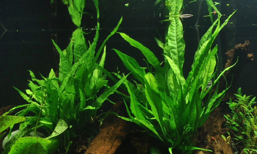 XL Wurzel mit Javafarn / Microsorum pteropus auf Wurzel Gr. XL XL Wurzel Mit Javafarn / Microsorum Pteropus Auf Wurzel Gr. XL -Wfw Wasserflora 8YWX T 1 4