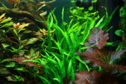 XL Wurzel Mit Schmalblättrigem Javafarn / Microsorum Pteropus Narrow Auf Wurzel -Wfw Wasserflora 8aYWX T 1 4