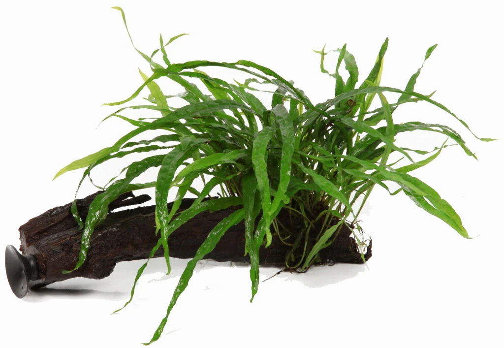 Wurzel+Saugnapf mit Schmalblättrigem Javafarn / Microsorum pt. Narrow auf Wurzel+Sauger Wurzel+Saugnapf Mit Schmalblättrigem Javafarn / Microsorum Pt. Narrow Auf Wurzel+Sauger -Wfw Wasserflora 8aZWS T 1 2