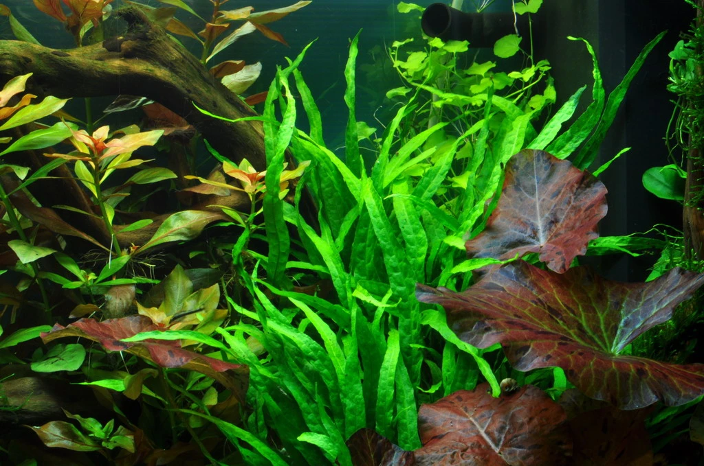 Wurzel+Saugnapf mit Schmalblättrigem Javafarn / Microsorum pt. Narrow auf Wurzel+Sauger Wurzel+Saugnapf Mit Schmalblättrigem Javafarn / Microsorum Pt. Narrow Auf Wurzel+Sauger -Wfw Wasserflora 8aZWS T 1 4