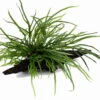 Wurzel Mit Trident Javafarn / Microsorum Pteropus Trident -Wfw Wasserflora 8gYWS T 1 2