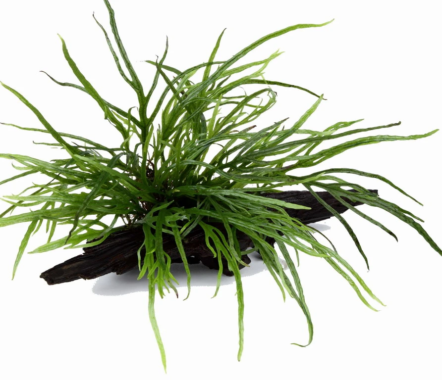 Wurzel mit Trident Javafarn / Microsorum pteropus trident Wurzel Mit Trident Javafarn / Microsorum Pteropus Trident -Wfw Wasserflora 8gYWS T 1 2