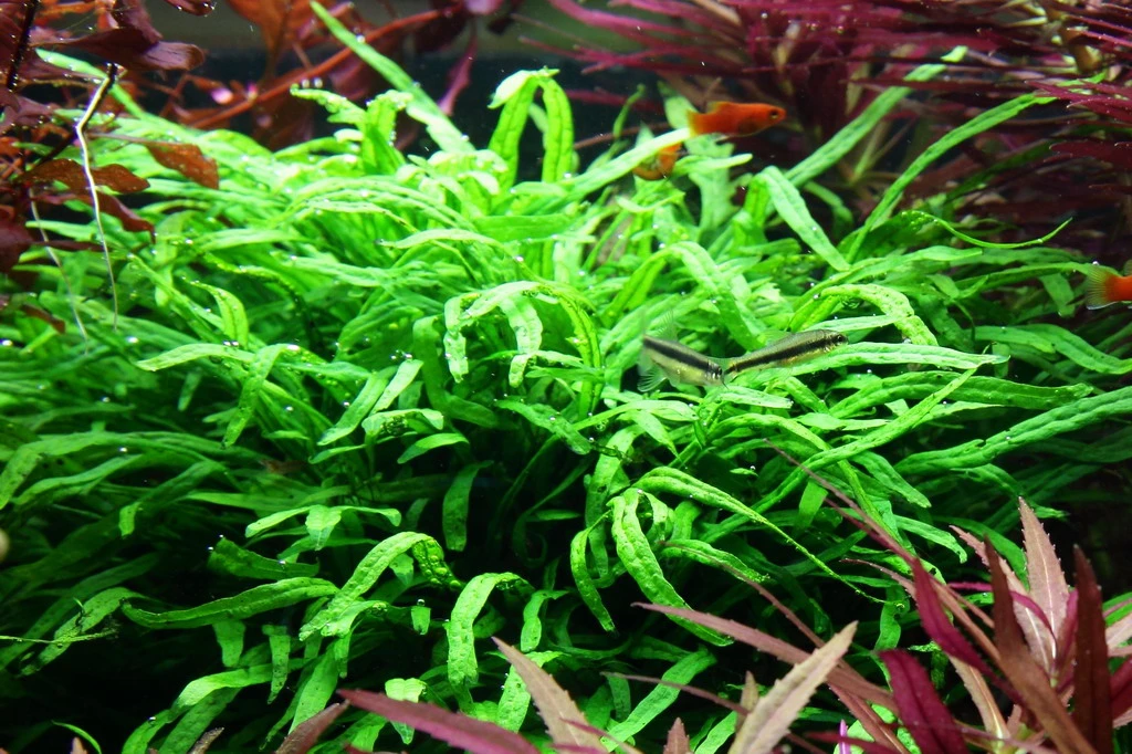 Wurzel mit Trident Javafarn / Microsorum pteropus trident Wurzel Mit Trident Javafarn / Microsorum Pteropus Trident -Wfw Wasserflora 8gYWS T 1 4