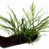 Wurzel+Saugnapf Mit Trident Javafarn / Microsorum Pt. Auf Wurzel+Sauger -Wfw Wasserflora 8gZWM T 1 2
