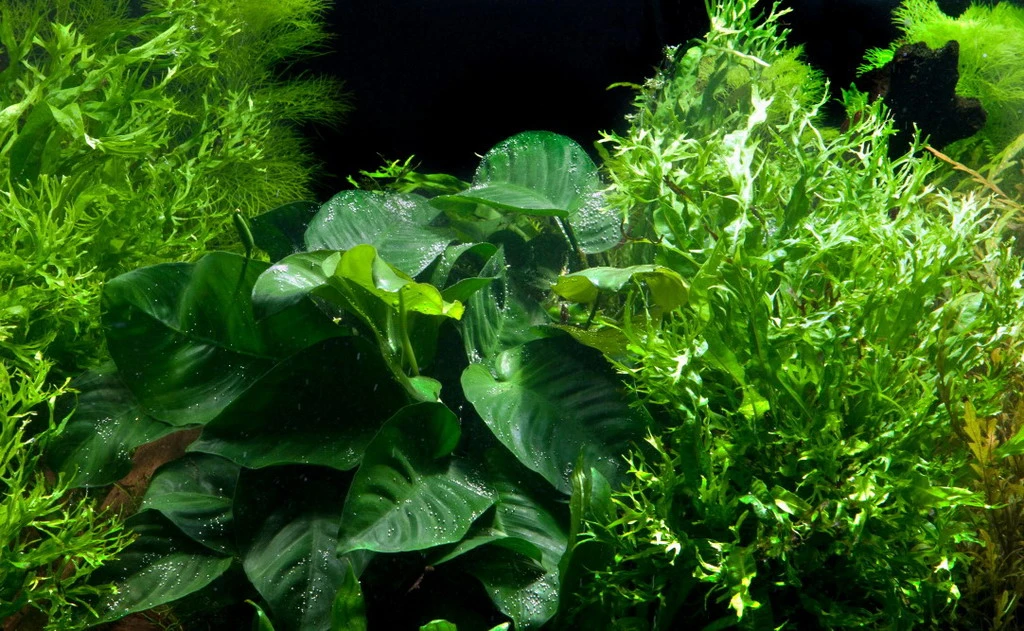 XL Wurzel "Duet" mit Javafarn Windelov und Anubias barteri XL Wurzel "Duet" Mit Javafarn Windelov Und Anubias Barteri -Wfw Wasserflora 8nYWX T 1 4