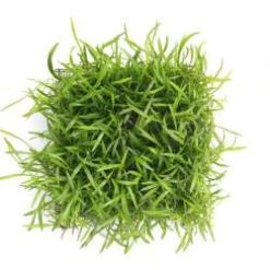 Lilaeopsis Brasiliensis Pad / Brasilianische Graspflanze - Dichte Matte 9 X 9 Cm