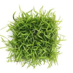 Lilaeopsis brasiliensis Pad / Brasilianische Graspflanze - dichte Matte 9 x 9 cm Lilaeopsis Brasiliensis Pad / Brasilianische Graspflanze - Dichte Matte 9 X 9 Cm -Wfw Wasserflora 908DE 1