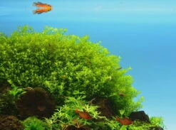 *NEU* Quirlblättriges Perlenkraut / Hemianthus Glomeratus 7 *NEU* Quirlblättriges Perlenkraut / Hemianthus Glomeratus -Wfw Wasserflora 943DE 1 10