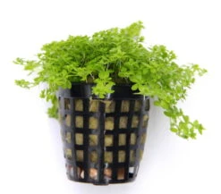 *NEU* Quirlblättriges Perlenkraut / Hemianthus Glomeratus 4 *NEU* Quirlblättriges Perlenkraut / Hemianthus Glomeratus -Wfw Wasserflora 943DE 1 4