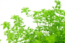 *NEU* Quirlblättriges Perlenkraut / Hemianthus Glomeratus 5 *NEU* Quirlblättriges Perlenkraut / Hemianthus Glomeratus -Wfw Wasserflora 943DE 1 6