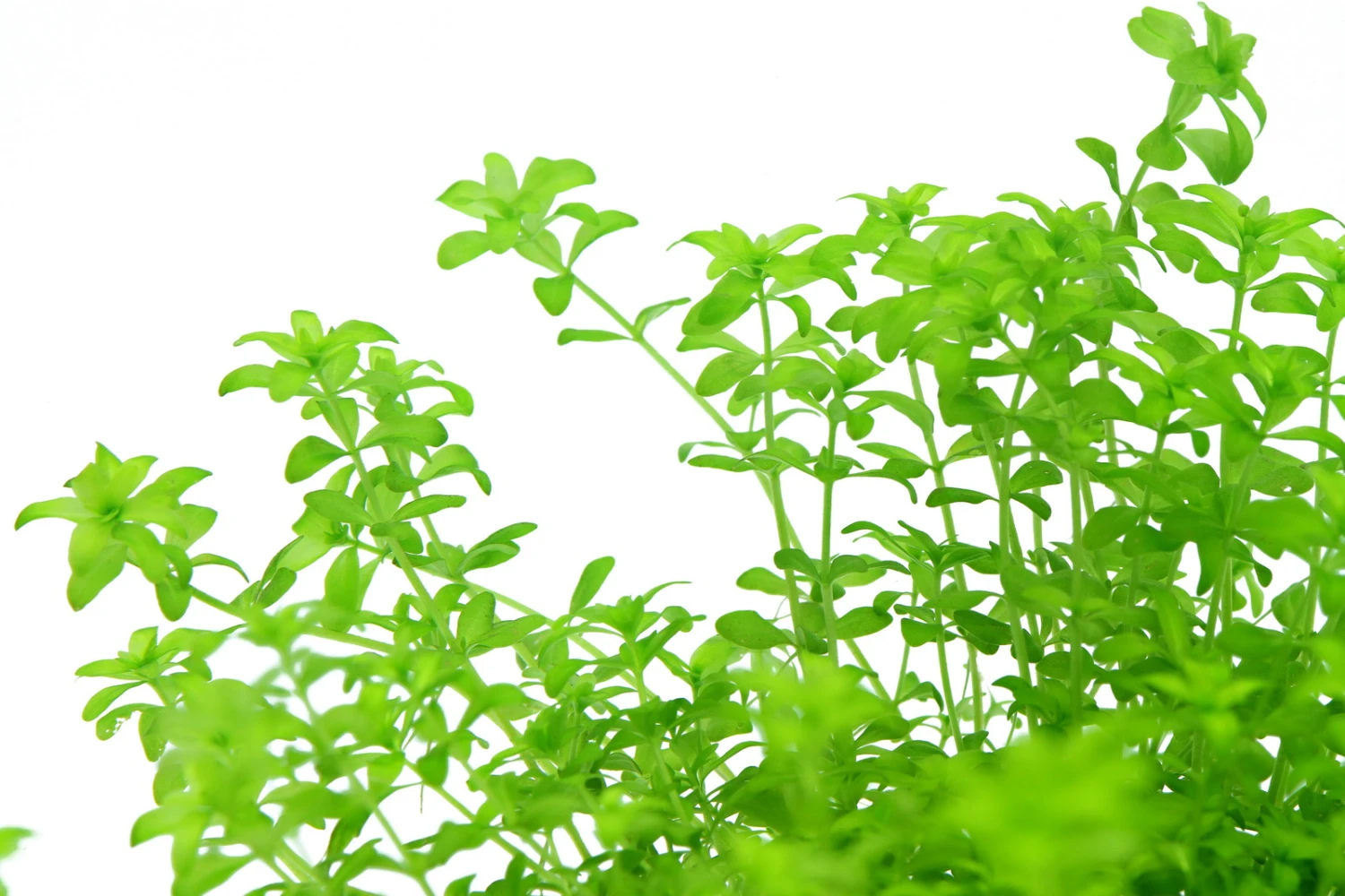 *NEU* Quirlblättriges Perlenkraut / Hemianthus glomeratus *NEU* Quirlblättriges Perlenkraut / Hemianthus Glomeratus -Wfw Wasserflora 943DE 1 6