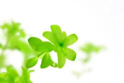 *NEU* Quirlblättriges Perlenkraut / Hemianthus Glomeratus 6 *NEU* Quirlblättriges Perlenkraut / Hemianthus Glomeratus -Wfw Wasserflora 943DE 1 8