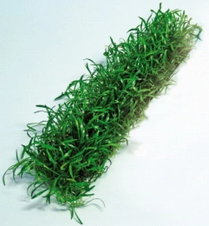 Lilaeopsis brasiliensis Stretchpad / Brasilianische Graspflanze - dichte Matte 18 x 3 cm Lilaeopsis Brasiliensis Stretchpad / Brasilianische Graspflanze - Dichte Matte 18 X 3 Cm -Wfw Wasserflora 986DE 1