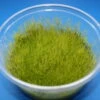 In-Vitro Kriechendes Stumpfdeckelmoos (Nano Moss) / Amblystegium Serpens 2 In-Vitro Kriechendes Stumpfdeckelmoos (Nano Moss) / Amblystegium Serpens -Wfw Wasserflora A DZ 1 1