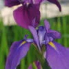 Japanische Sumpf-Schwertlilie / Iris Kaempferi Blau -Wfw Wasserflora B 013BA 1 1