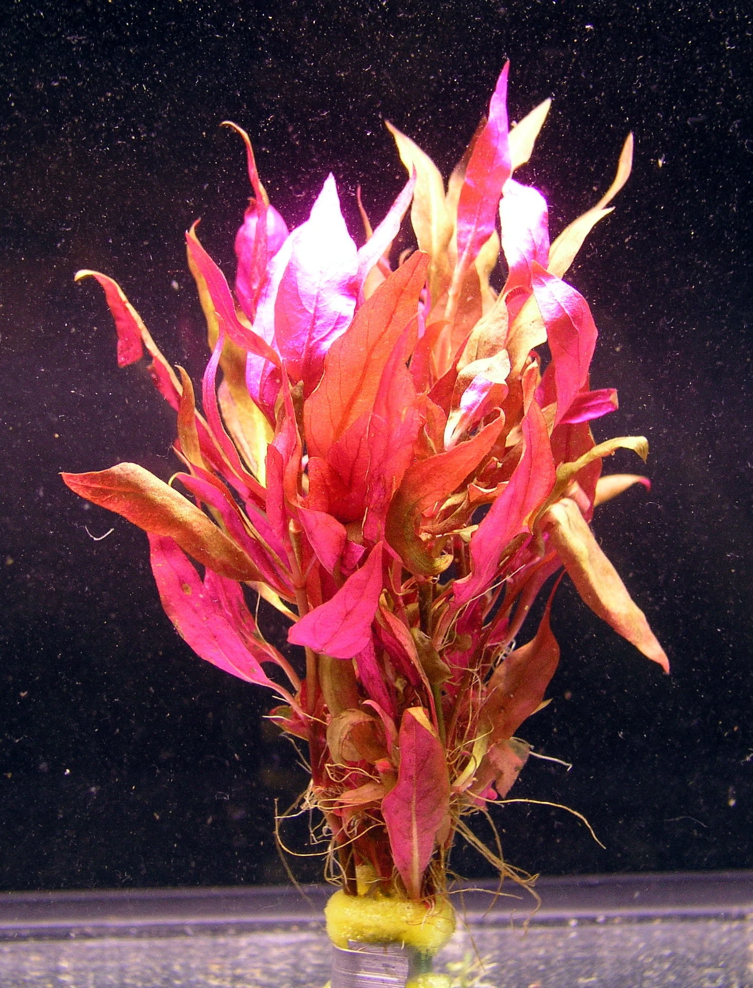 MUTTERPFLANZE Rosablättriges Papageienblatt / Alternanthera reineckii PINK - roseafolia MUTTERPFLANZE Rosablättriges Papageienblatt / Alternanthera Reineckii PINK - Roseafolia -Wfw Wasserflora B006PP 1 1