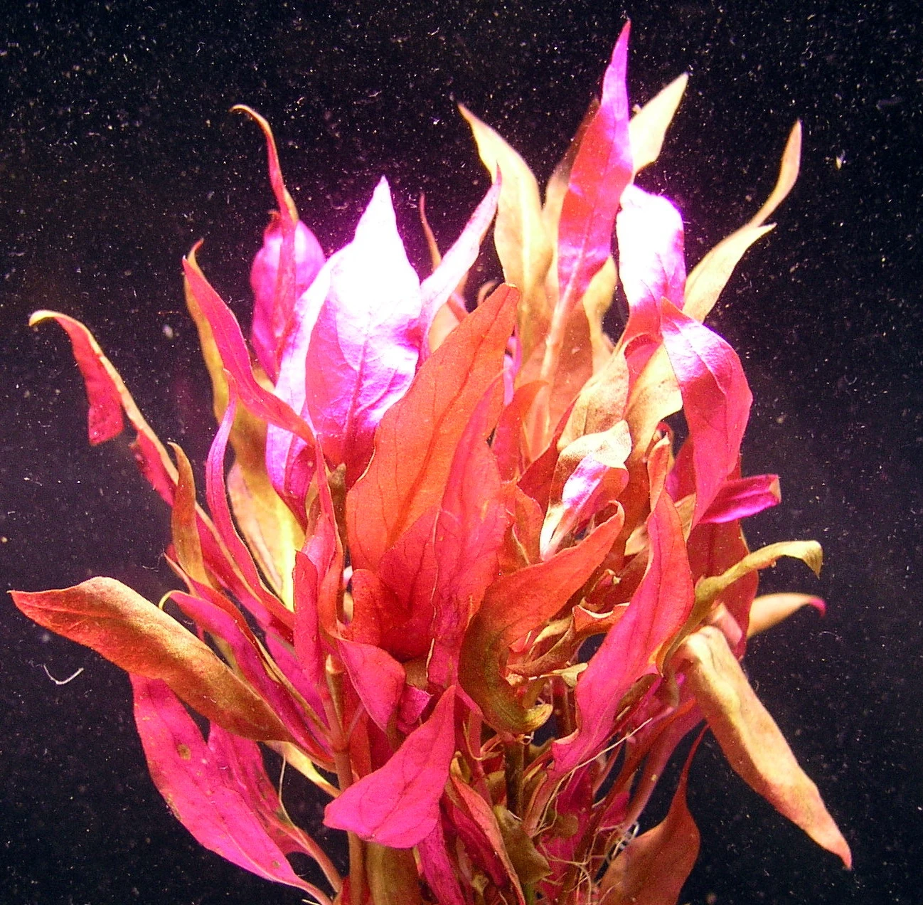 MUTTERPFLANZE Rosablättriges Papageienblatt / Alternanthera reineckii PINK - roseafolia MUTTERPFLANZE Rosablättriges Papageienblatt / Alternanthera Reineckii PINK - Roseafolia -Wfw Wasserflora B006PP 1 2