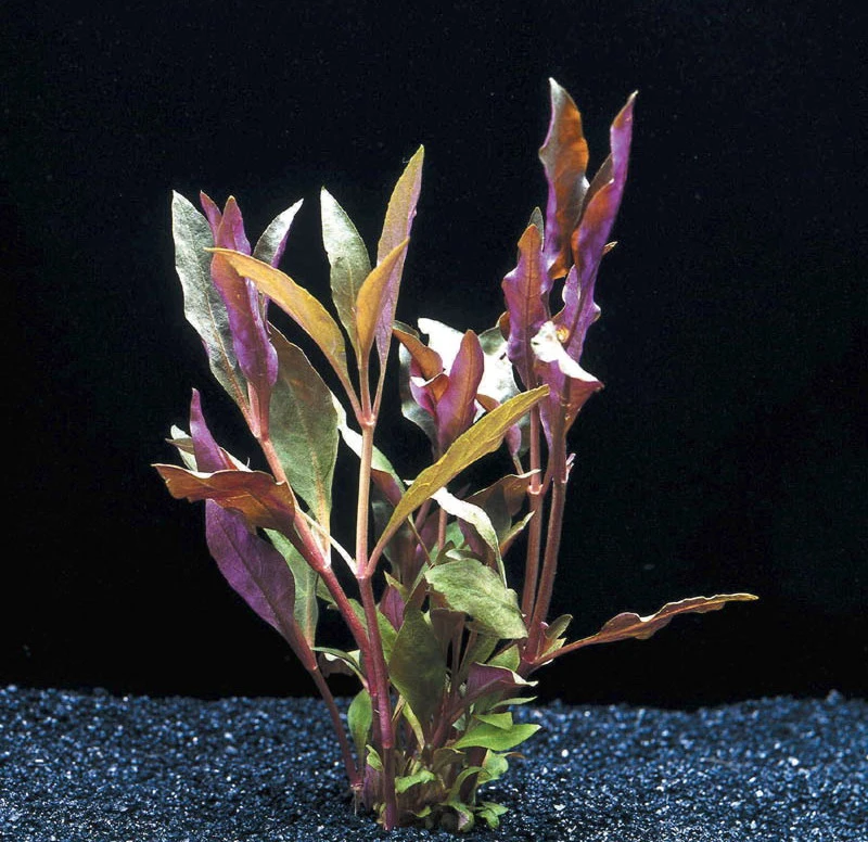 MUTTERPFLANZE Rosablättriges Papageienblatt / Alternanthera reineckii PINK - roseafolia MUTTERPFLANZE Rosablättriges Papageienblatt / Alternanthera Reineckii PINK - Roseafolia -Wfw Wasserflora B006PP 1 3