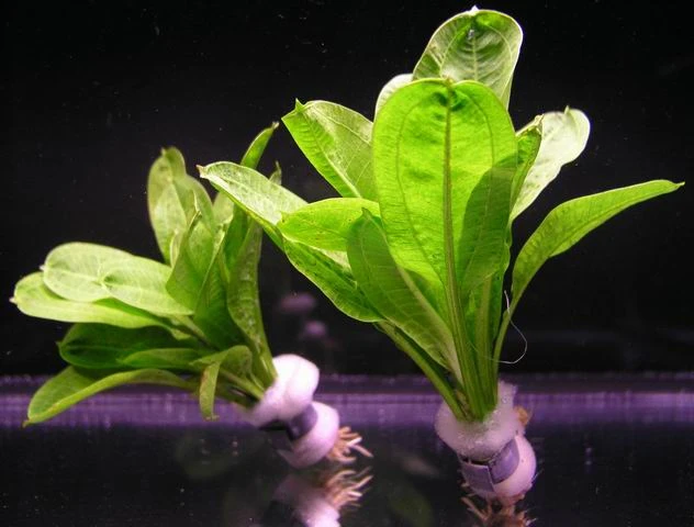 Samolus Schwertpflanze / Echinodorus pariflorus TROPICA Samolus Schwertpflanze / Echinodorus Pariflorus TROPICA -Wfw Wasserflora B034PP 1 1