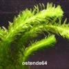 Dichtblättrige Oder Argentinische Wasserpest / Egeria Densa -Wfw Wasserflora B037PP 1