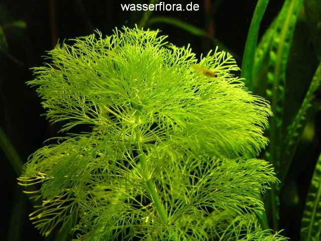 Riesenambulia oder Wasser-Sumpffreund / Limnophila aquatica - gigantea Riesenambulia Oder Wasser-Sumpffreund / Limnophila Aquatica - Gigantea -Wfw Wasserflora B055PP 1 2