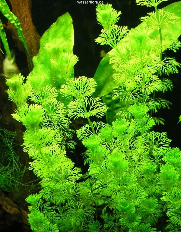 Kleine Ambulia - Blütenstielloser Sumpffreund / Limnophila sessiliflora Kleine Ambulia - Blütenstielloser Sumpffreund / Limnophila Sessiliflora -Wfw Wasserflora B056PP 1 1