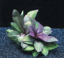 Kardinalslobelie / Lobelia Cardinalis