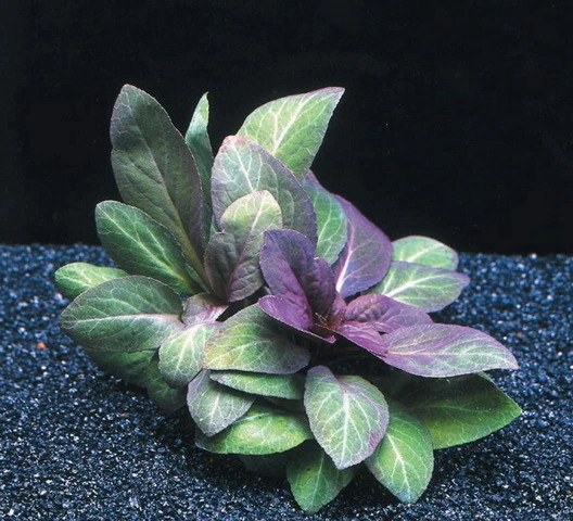 Kardinalslobelie / Lobelia cardinalis Kardinalslobelie / Lobelia Cardinalis -Wfw Wasserflora B057PP 1