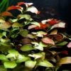 Rote Ludwigia / Ludwigia Repens Im Topf 2 Rote Ludwigia / Ludwigia Repens Im Topf -Wfw Wasserflora B058PP 1