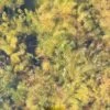 Hornkraut - Raues Hornblatt / Ceratophyllum Demersum -Wfw Wasserflora B085PP 1 1
