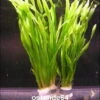Große Wasserschraube / Vallisneria Americana - Asiatica Im Bund -Wfw Wasserflora B087PP 1 1