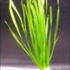 Glattblättrige Wasserschraube / Vallisneria Spiralis Im Bund -Wfw Wasserflora B088PP 1 1