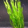 Vallisneria Americana Mini Twister / Vallisneria Twisted -Wfw Wasserflora B089PP 1 1