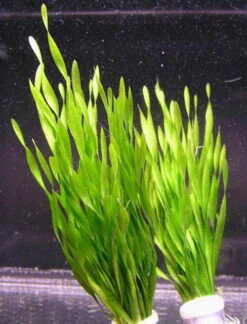Kleine Amerikanische Sumpfschraube / Vallisneria Tortifolia Im Topf 3 Kleine Amerikanische Sumpfschraube / Vallisneria Tortifolia Im Topf -Wfw Wasserflora B089PP 1 2 1