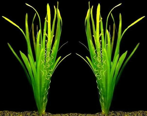 MUTTERPFLANZEN Riesenvallisneria / Vallisneria gigantea im kräftigen Bund MUTTERPFLANZEN Riesenvallisneria / Vallisneria Gigantea Im Kräftigen Bund -Wfw Wasserflora B090PP 1 1