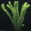Kanadische Wasserpest / Elodea Canadensis -Wfw Wasserflora B10632ST 1 1