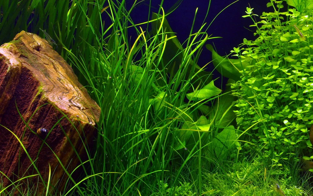 Schmalblättrige Vallisnerie / Vallisneria nana Schmalblättrige Vallisnerie / Vallisneria Nana -Wfw Wasserflora B107PP 1 1