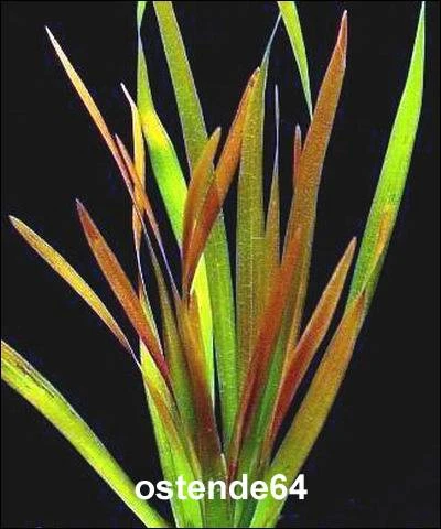 Rote Riesenvallisneria / Vallisneria rubra serpenta im kräftigen Bund Rote Riesenvallisneria / Vallisneria Rubra Serpenta Im Kräftigen Bund -Wfw Wasserflora B457OK 1