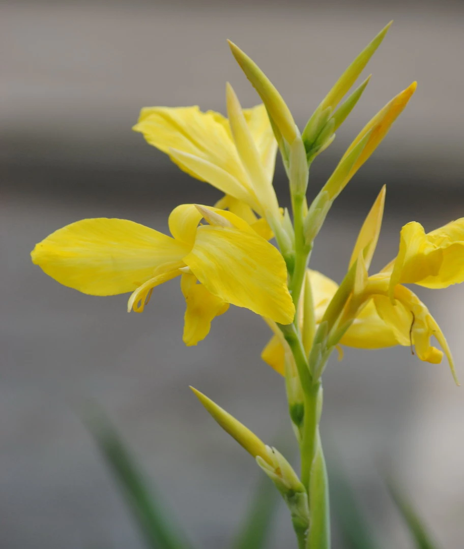 Gelb-oranges indisches Blumenrohr / Canna indica Tany im 11x11 cm Topf Gelb-oranges Indisches Blumenrohr / Canna Indica Tany Im 11x11 Cm Topf -Wfw Wasserflora C 006BA 1 1