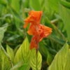 Bunt Gestreiftes Indisches Blumenrohr / Canna Indica Pretoria Im 11x11 Cm Topf 1 Bunt Gestreiftes Indisches Blumenrohr / Canna Indica Pretoria Im 11x11 Cm Topf -Wfw Wasserflora C 007BA 1 1