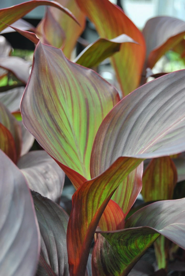 Rotes indisches Blumenrohr / Canna indica Endeavour im 11x11 cm Topf Rotes Indisches Blumenrohr / Canna Indica Endeavour Im 11x11 Cm Topf -Wfw Wasserflora C 008BA 1 1