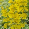 Gestreifter Goldfelberich / Lysimachia Variegata -Wfw Wasserflora C 017BA 1 1