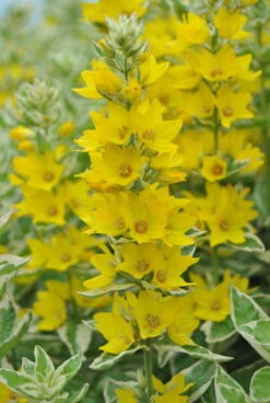 Gestreifter Goldfelberich / Lysimachia Variegata