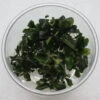 In-Vitro Bucephalandra Wavy Green - TOP-Rarität -Wfw Wasserflora C80wf 1 1