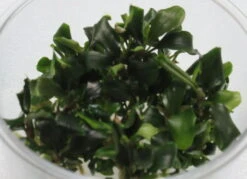 In-Vitro Bucephalandra Wavy Green - TOP-Rarität -Wfw Wasserflora C80wf 1 2