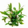 XL In-Vitro Becketts Wasserkelch / Cryptocoryne Beckettii - Becketii 2 XL In-Vitro Becketts Wasserkelch / Cryptocoryne Beckettii - Becketii -Wfw Wasserflora CC04PP 1 4